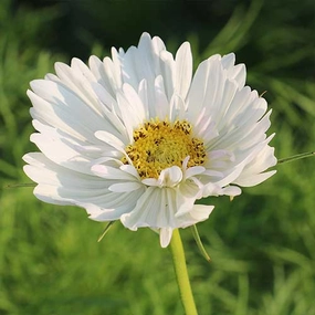 Flower, Fizzy White Cosmos Seeds small flower pot  