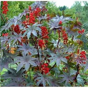 Flower, Gibsonii Castor Bean Seed small flower pot  