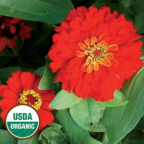 Flower, Gift Zinnia Organic Seeds small flower pot  