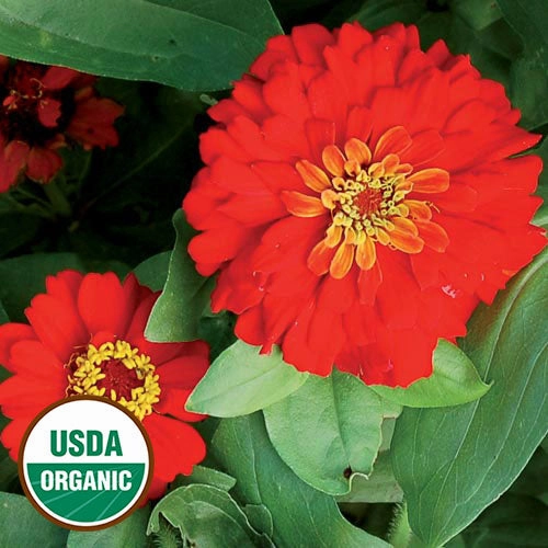Flower, Gift Zinnia Organic Seeds floating plant shelf  