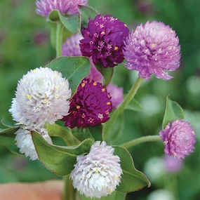Flower, Globe Amaranth Seeds small flower pot  