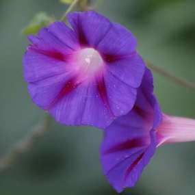 Flower, Grandpa Ott's Morning Glory Seeds small flower pot  