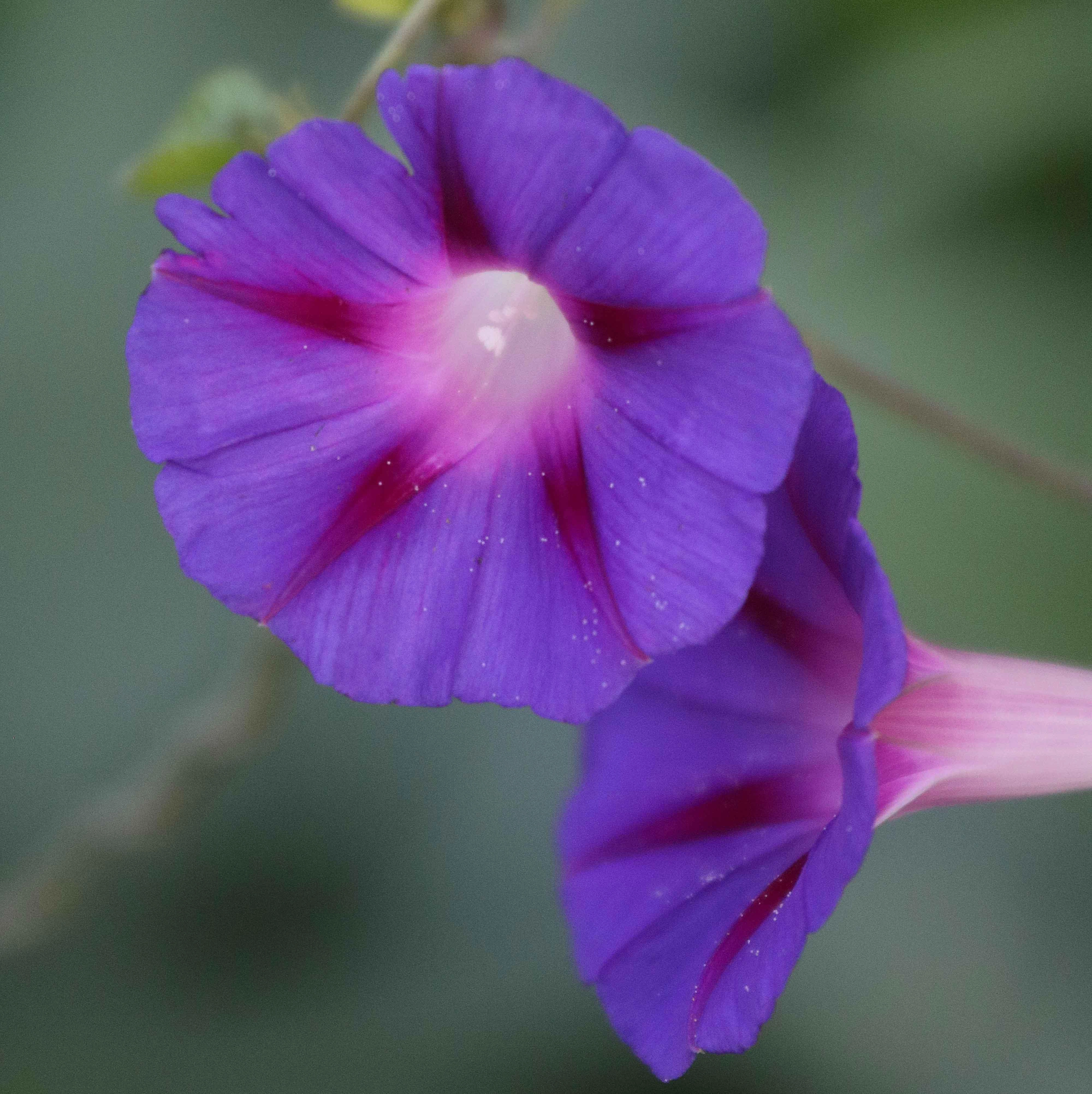 Flower, Grandpa Ott's Morning Glory Seeds floating plant shelf  