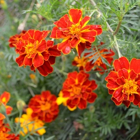 Flower, Harveys Honor Marigold Organic Seeds small flower pot  