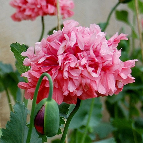 Flower, Heritage Farm Poppy Seeds floating plant shelf  