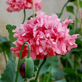 Flower, Heritage Farm Poppy Seeds small flower pot  