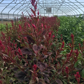 Flower, Himalayan Celosia Amaranth Organic Seeds floating plant shelf  