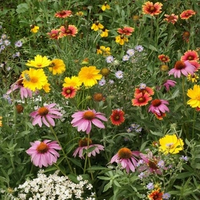 Flower, Honey Bee Mixed Seeds small flower pot  