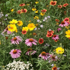 Flower, Honey Bee Mixed Seeds floating plant shelf  
