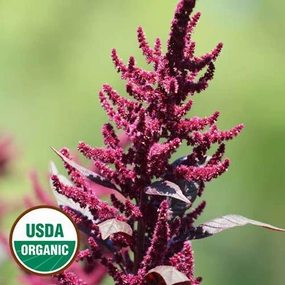 Flower, Hopi Red Dye Amaranth Organic Seeds small flower pot  