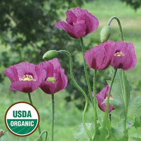 Flower, Hungarian Blue Breadseed Poppy Organic Seeds small flower pot  