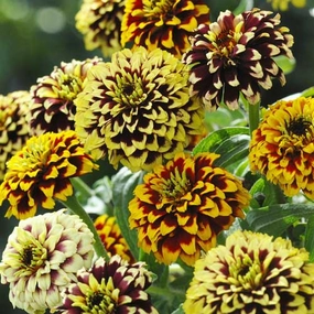 Flower, Jazzy Zinnia Seeds floating plant shelf  