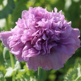 Flower, Lavender Double Poppy Organic Seeds small flower pot  