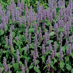Flower, Lavender Hyssop Prairie Seeds floating plant shelf  