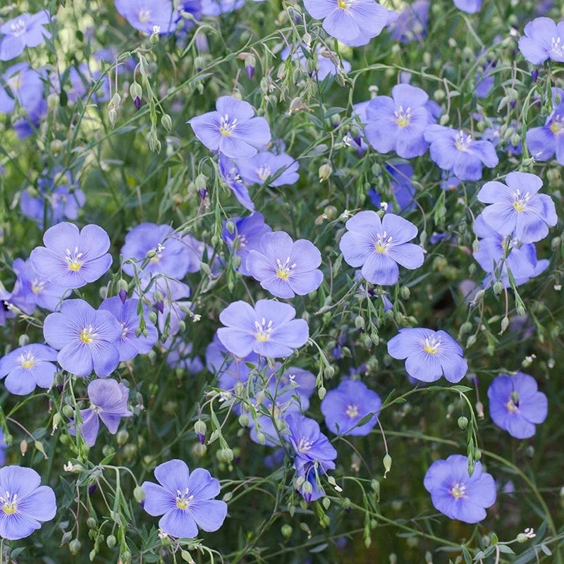 Flower, Linore Flax Organic Seeds small flower pot  