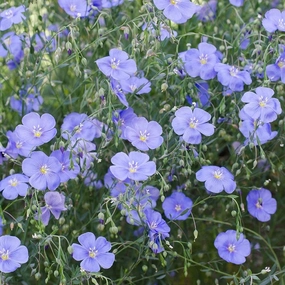 Flower, Linore Flax Organic Seeds floating plant shelf  