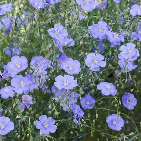 Flower, Linore Flax Organic Seeds small flower pot  