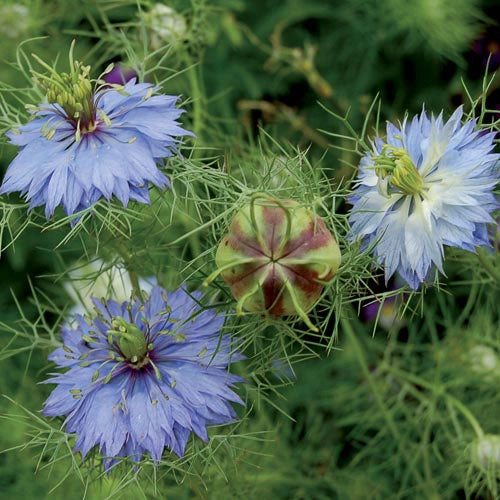 Flower, Love-in-a-Mist Miss Jekyll" Seeds floating plant shelf  
