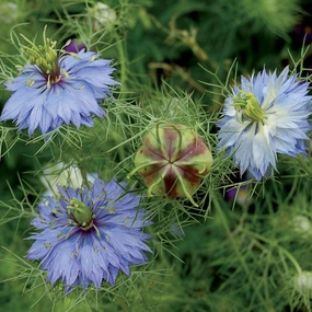 Flower, Love-in-a-Mist Miss Jekyll" Seeds small flower pot  