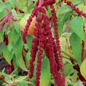 Flower, Love-Lies-Bleeding Seeds small flower pot  