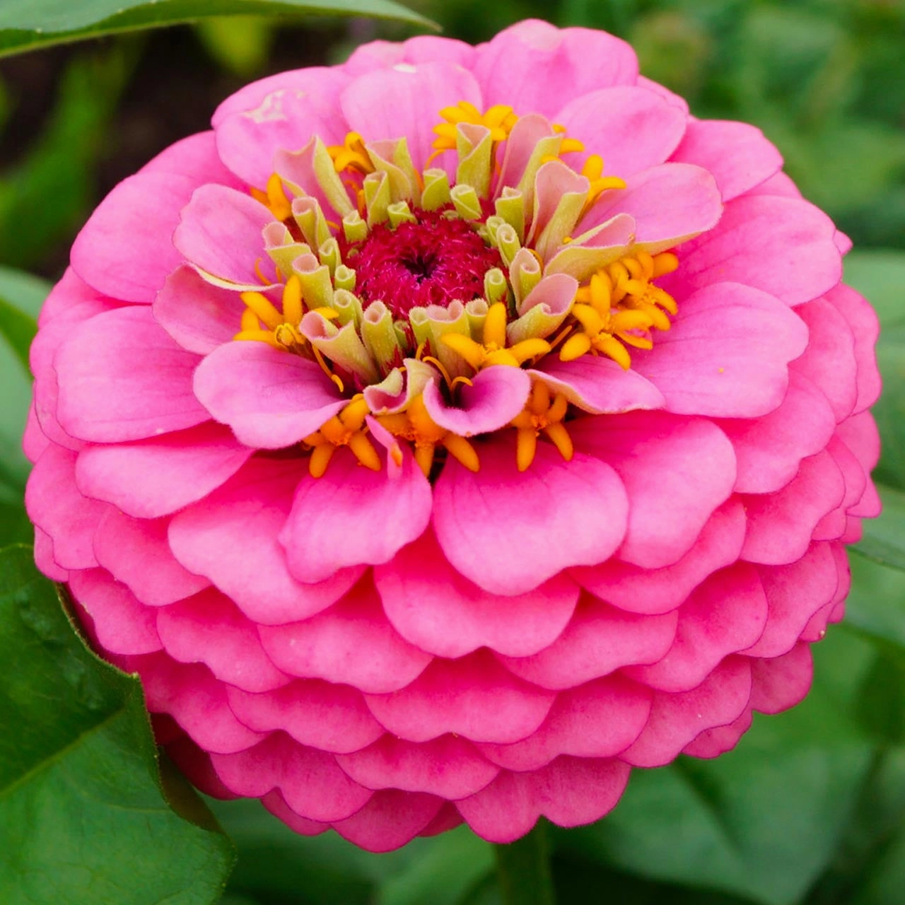 Flower, Luminosa Zinnia Seeds small flower pot  