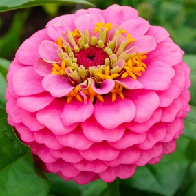 Flower, Luminosa Zinnia Seeds floating plant shelf  
