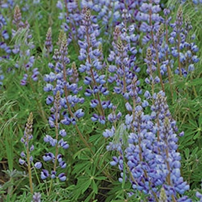 Flower, Lupine Prairie Seeds floating plant shelf  