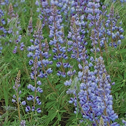 Flower, Lupine Prairie Seeds floating plant shelf  