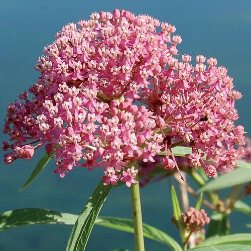 Flower, Milkweed Red Prairie Seeds floating plant shelf  