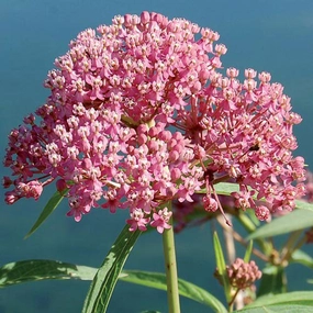 Flower, Milkweed Red Prairie Seeds small flower pot  