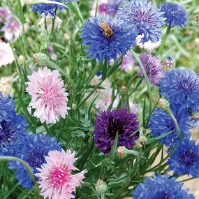 Flower, Mixed Bachelor's Buttons Seeds floating plant shelf  