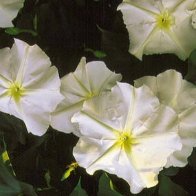 Flower, Moonflower Seeds floating plant shelf  