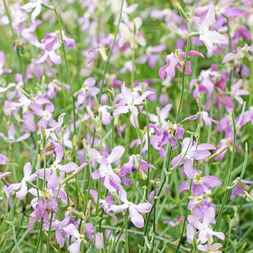 Flower, Night Scented Stock Seeds small flower pot  