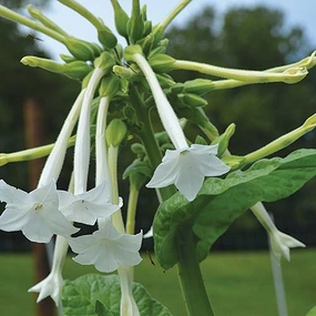 Flower, Night-Scented Tobacco Organic Seeds floating plant shelf  