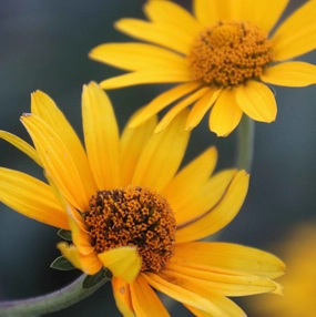 Flower, Ox Eye Sunflower Prairie Seeds small flower pot  
