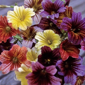Flower, Painted Tongue Seeds floating plant shelf  