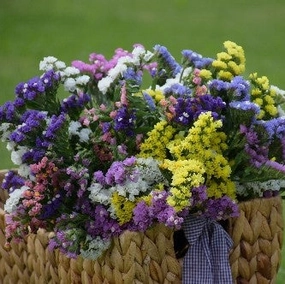 Flower, Pastels Statice Mix Seeds floating plant shelf  
