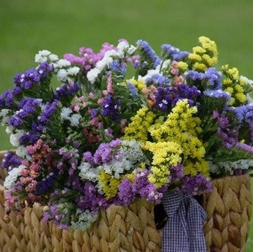 Flower, Pastels Statice Mix Seeds small flower pot  