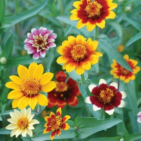 Flower, Persian Carpets Seeds small flower pot  