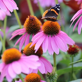 Flower, Purple Coneflower Prairie Seeds small flower pot  