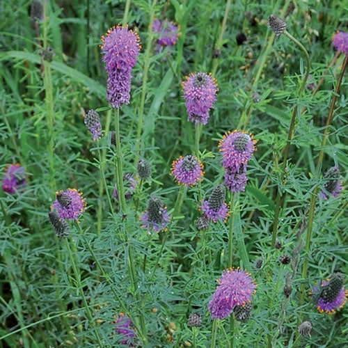 Flower, Purple Prairie Clover Seeds small flower pot  