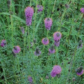 Flower, Purple Prairie Clover Seeds small flower pot  