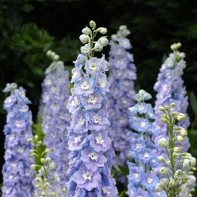 Flower, Raider Blue Delphinium floating plant shelf  