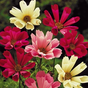 Flower, Sea Shells Cosmos Mixed Seeds small flower pot  