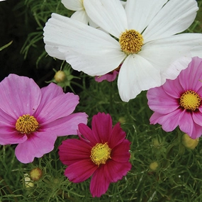 Flower, Sensation Cosmos Mixed Seeds small flower pot  