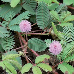Flower, Sensitive Plant Seeds small flower pot  