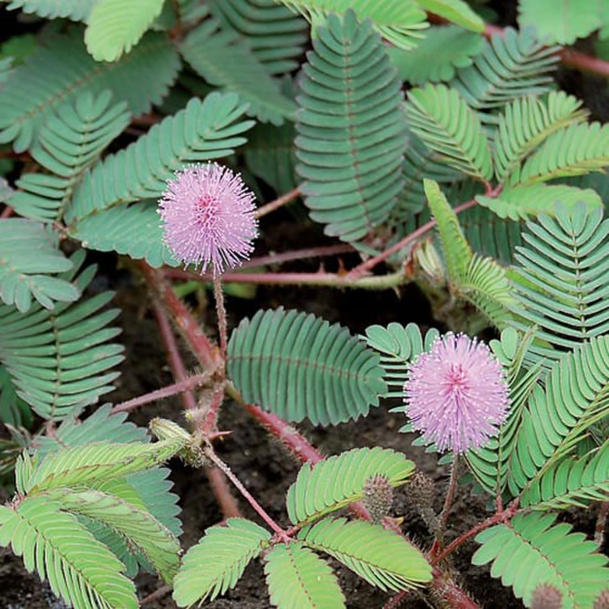 Flower, Sensitive Plant Seeds floating plant shelf  