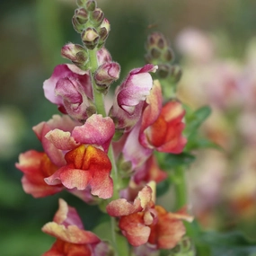 Flower, Snapdragon Tetra Mix Seeds floating plant shelf  