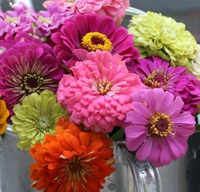 Flower, SSE Zinnia Mix Seed floating plant shelf  