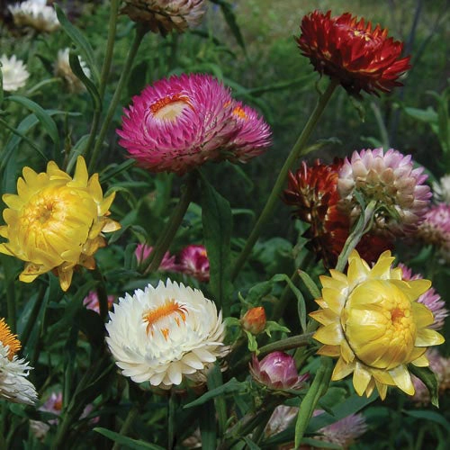 Flower, Strawflower Mixed Seeds floating plant shelf  